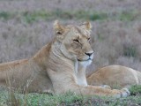 Pair of lioness-10076