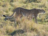 Cheetah, 3rd day, hunting again-10930