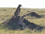 Cheetah, 3rd day, hunting again-10952