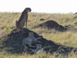 Cheetah, 3rd day, hunting again-10964