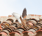 Lesser Kestrel (Falco naumanni)