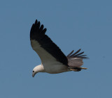 White-bellied Sea-eagle (Haliaeetus leucogaster)