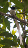 Asian Paradise-flycatcher  (Tersiphone paradisi)