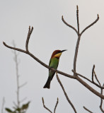 Chestnut-headed Bee-eater  (Merops leshenaulti)