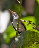 Common Tailorbird  (Orthotomus sutorius)
