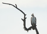 Crested Hawk Eagle  (Spizaetus cirrhatus)
