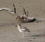 Great Thick-knee  (Esacus recurvirostris)