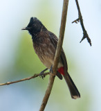 Red-vented Bulbul  (Pycnonotus cafer)