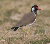 Red-Wattled Lapwing  (Vanellus indicus)