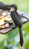 Sri Lanka Grey Hornbill (Ocyceros gigalensis)
