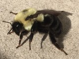 Bumble