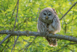 Barred Owl