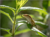Anole Lizard