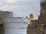 Woodpecker vs. House