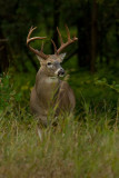 Buck in Rut