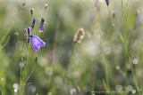 2N9B3899 little lights harebell