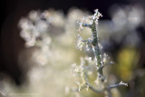 2N9B8274 reindeer moss / rendiermos