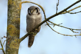 8804 Northern hawk owl / sperweruil 