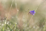 2N9B3817 harebell /  grasklokje 