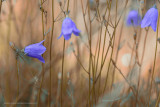 2N9B3440  harebells / grasklokjes