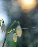 2N9B5633 snowdrops -  sneeuwklokjes 