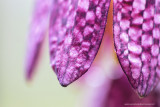 2N9B7081 fritillary  kievitsbloem 