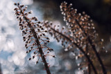 2N9B6985 butterbur  - this backlight caused bronze stems 