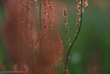 2N9B8083 sorrel in eveninglight