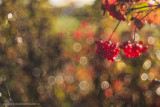 2N9B3851 berries and autumn colours