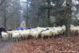 2N9B5342 flock of sheep Lemelerberg, schaapskudde tweede kerstdag