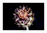 26/06/2017  Cynara