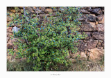 01/08/2017 · Aranyoner (Prunus spinosa)