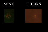 My Babs Schizonts vs Theirs fluoro v001 copy2.jpg