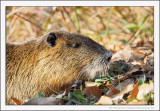 Coypu