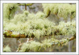 Lichen