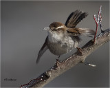 Bewick's Wren