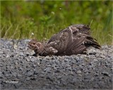  Spruce Grouse  dusting or rocking not much dust in the road