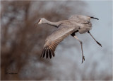 Sandhill Crane