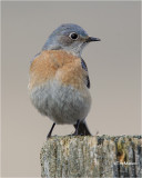 Western Bluebird (female)