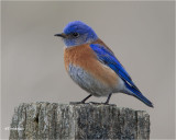 Western Bluebird (male)