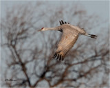 Sandhill Crane
