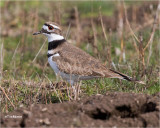 Killdeer