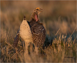 Sharp-tailed Grouse (love that first light)