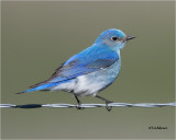  Mountain Bluebird 