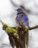 Western Bluebird