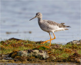  Greater Yellowlegs 