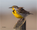  Western Meadowlark 