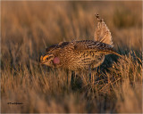  Sharp-tailed Grouse 