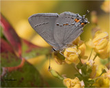 Gray Hairstreak