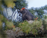 Dusky Grouse
